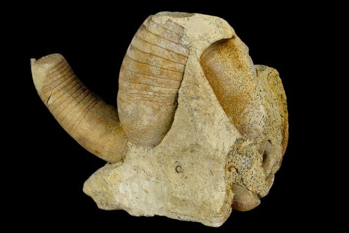 Ordovician, Oncoceratid (Beloitoceras) Fossils - Wisconsin #173947